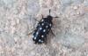 Attagenus punctatus